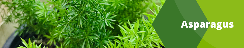 Asparagus
