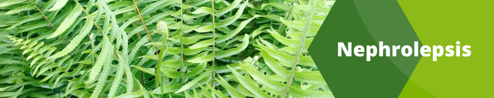 Nephrolepsis