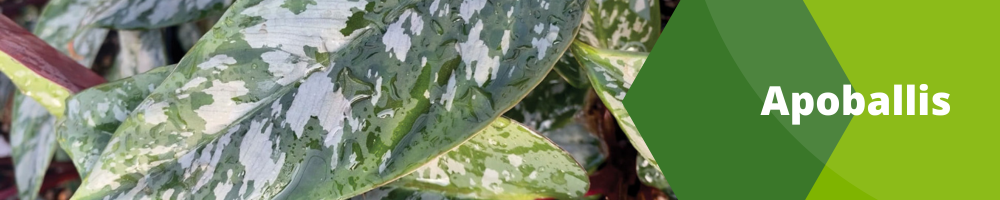 Apoballis