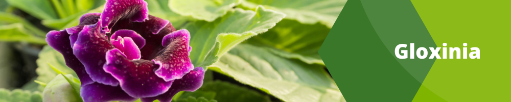 Gloxinia