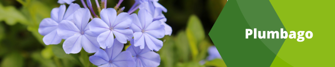 Plumbago