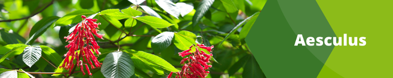 Aesculus