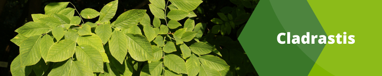 Cladrastis