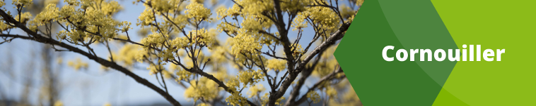 Cornouiller