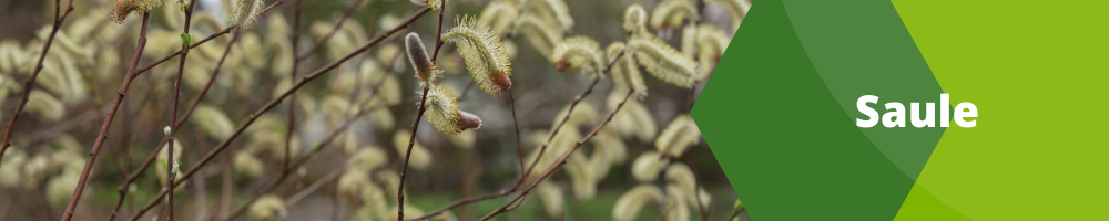 Saule