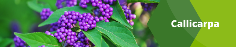 Callicarpa