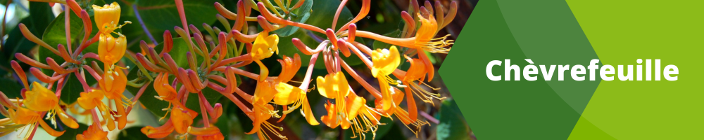 Chèvrefeuille