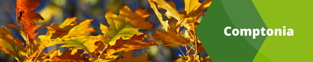 Comptonia
