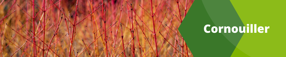 Cornouiller