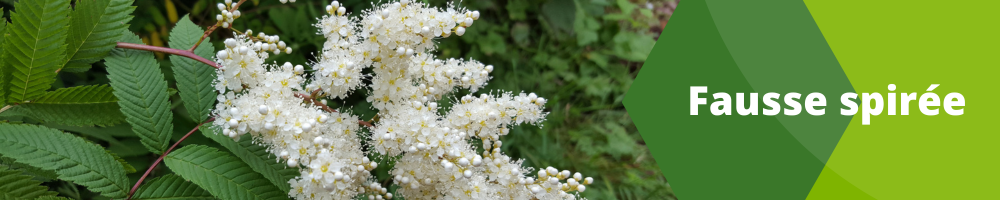 Fausse spirée
