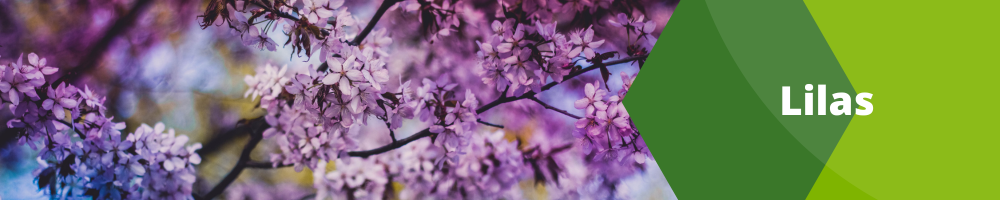 Lilas