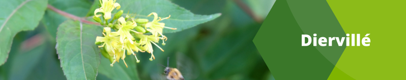 Diervillé