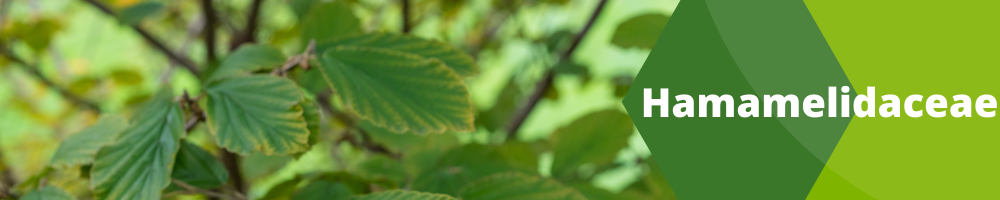 Hamamelidaceae
