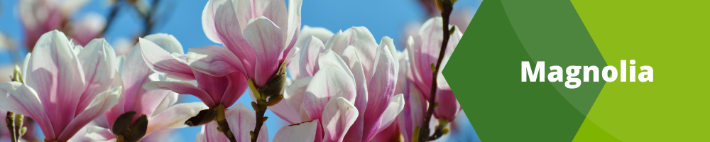 Magnolia