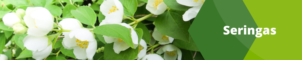 Seringas