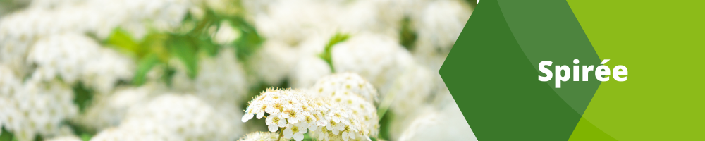 Spirée