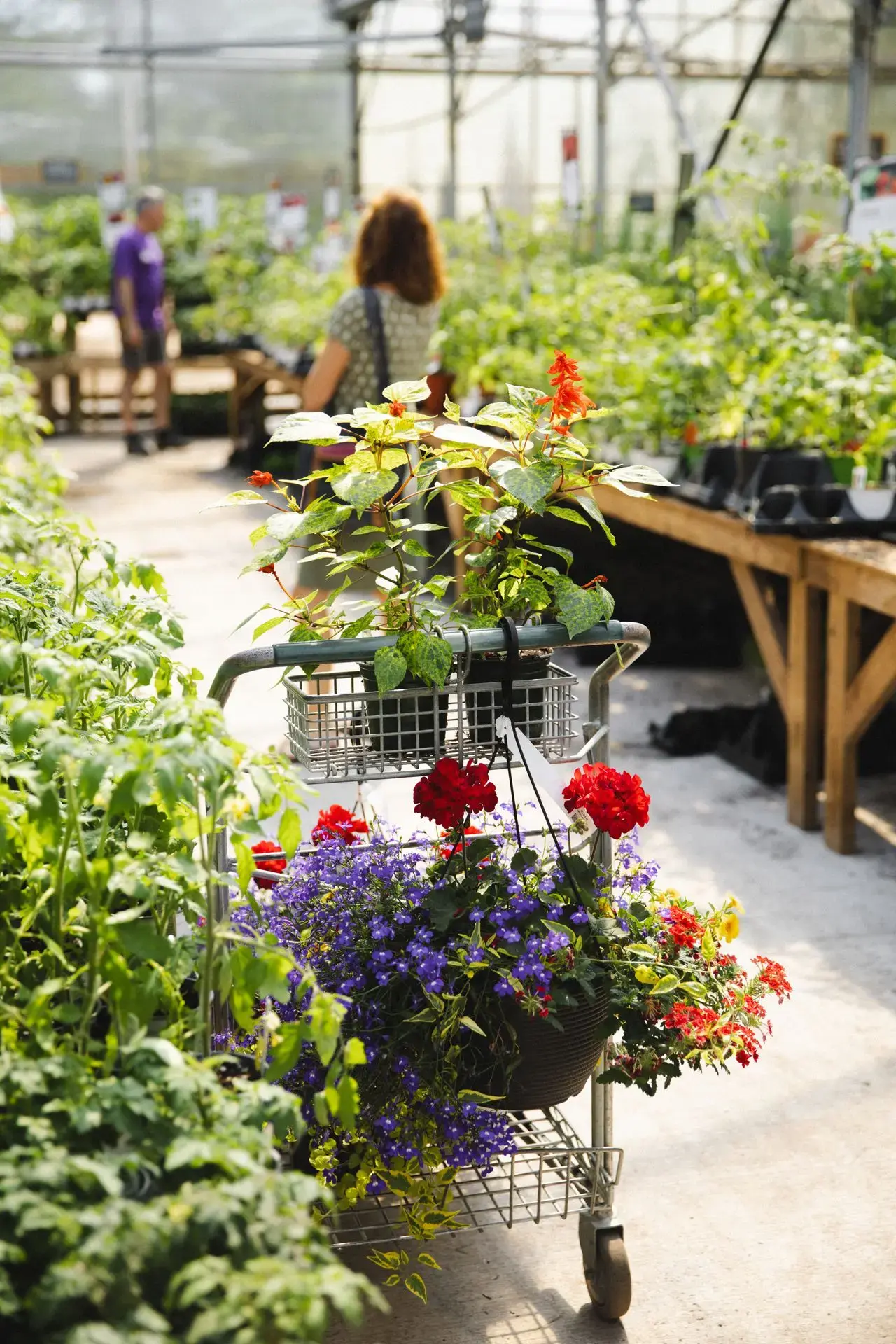 Serres St-Élie_Serres de Production_Végétaux_Fleurs annuelles