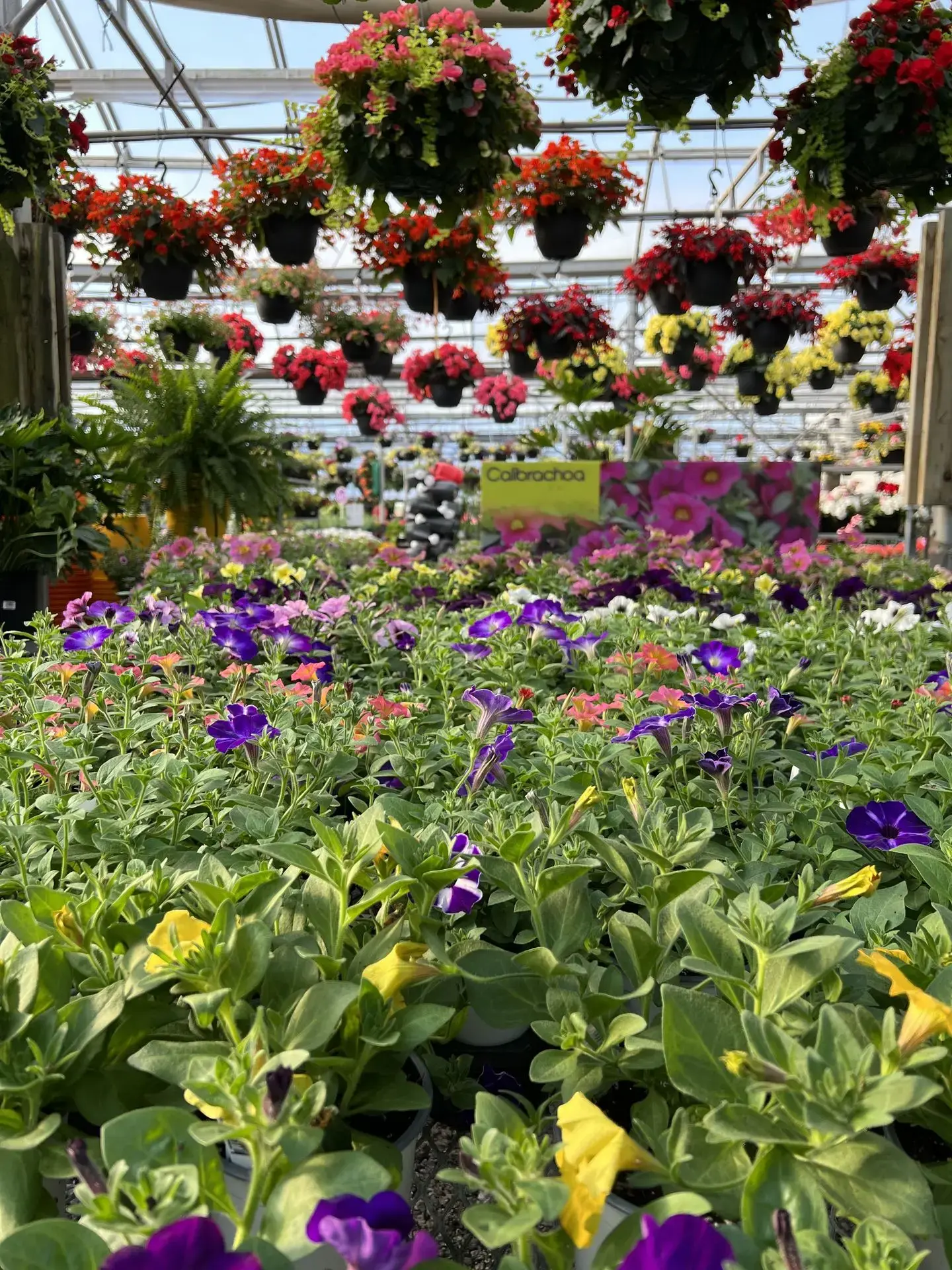 Serres St-Élie_Serres de Production_Végétaux_Fleurs annuelles