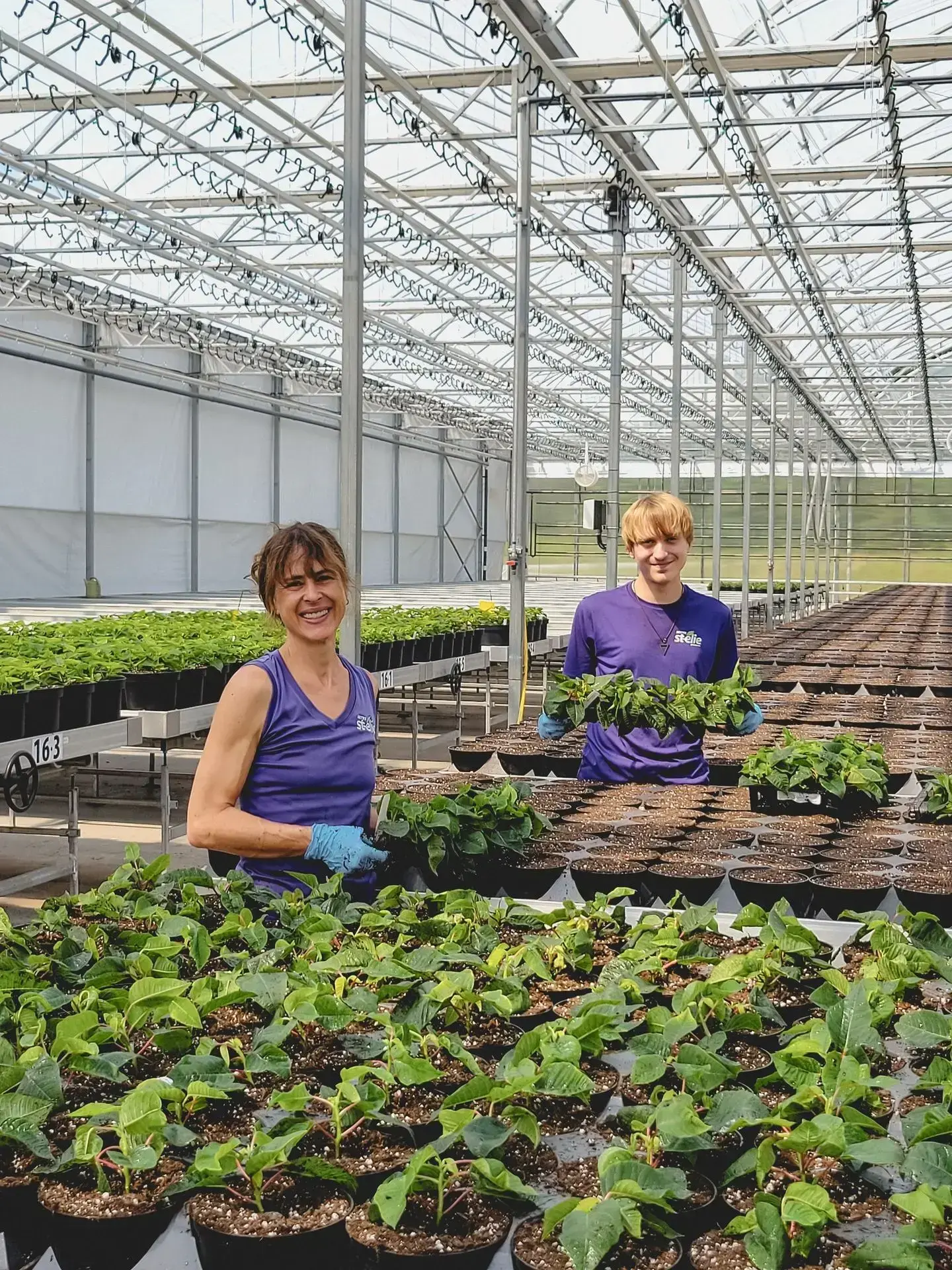 Serres St-Élie_Serres de Production_Végétaux_Fleurs annuelles