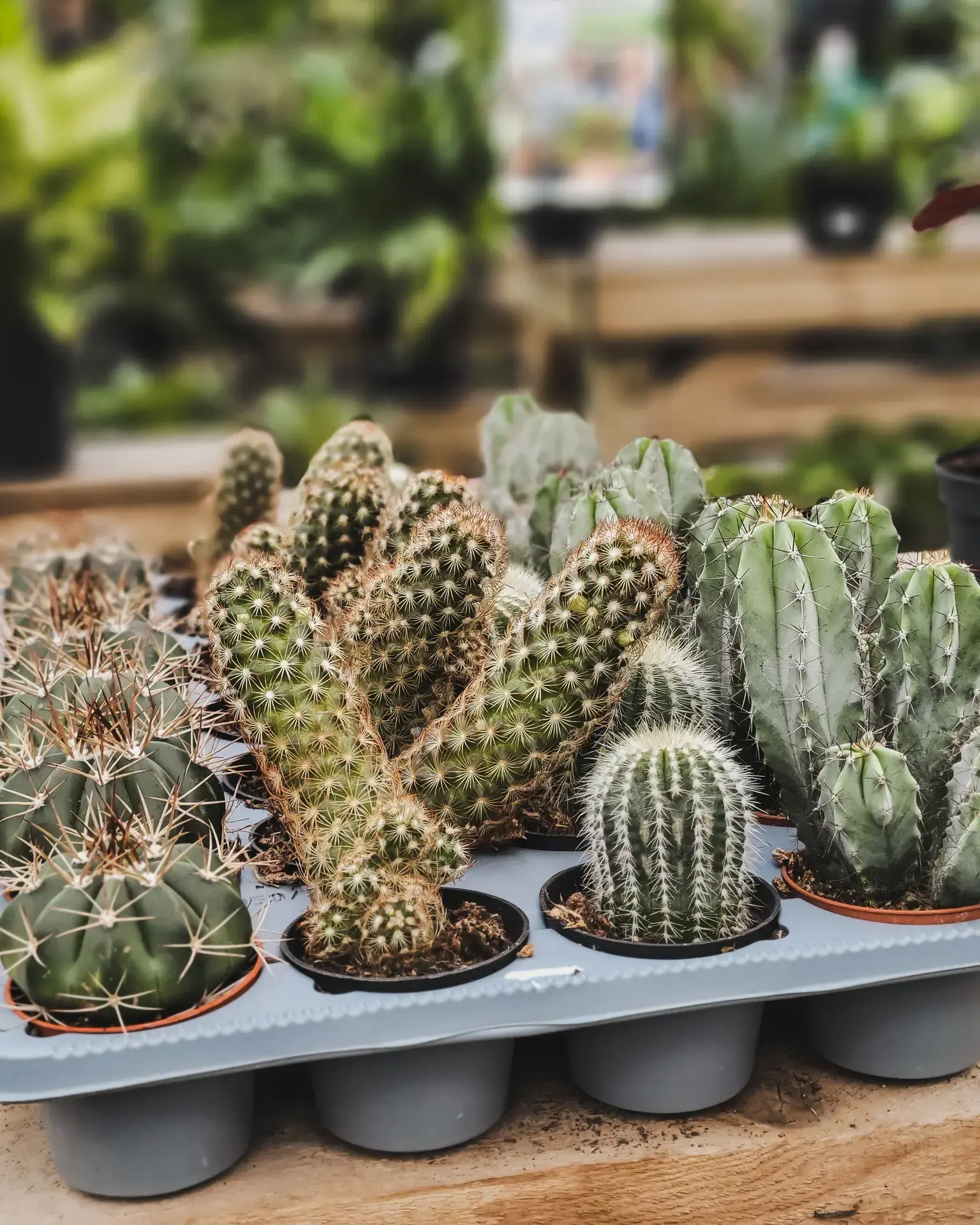 Serres St-Élie_Campagne verte_Vente de plantes_Végétaux_Cactus