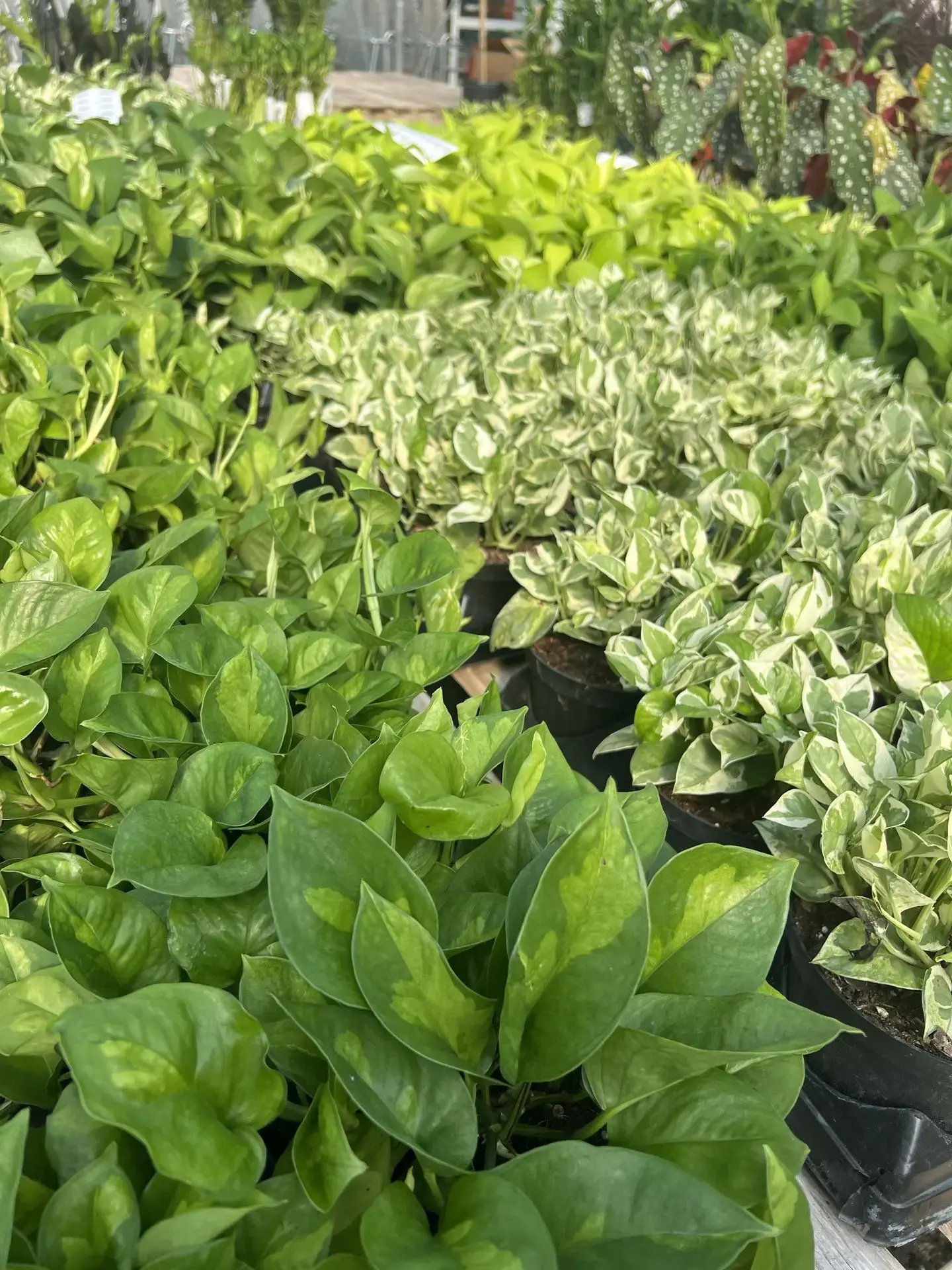 Serres St-Élie_Campagne verte_Vente de plantes_Végétaux_Topicale