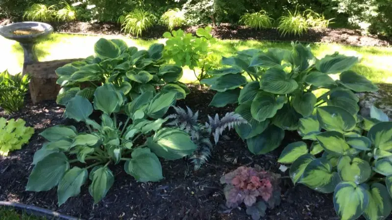 Serres St-Élie_Coach et Consultation à domicile_Francine_Jardin_Plate bande_Végétaux