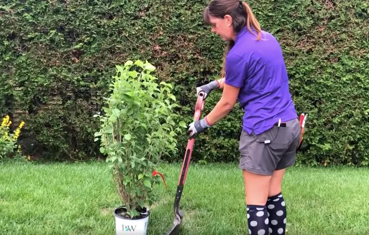 Serres St-Élie_Coach et Consultation à domicile_Francine_Jardin_Plate bande_Végétaux Serres St-Élie_Coach et Consultation à domicile_Francine_Jardin_Plate bande_Végétaux