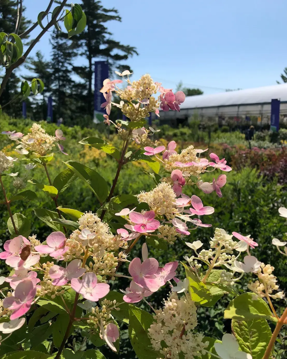 Serres St-Élie_Politique de garanties_Végétaux_Plantes