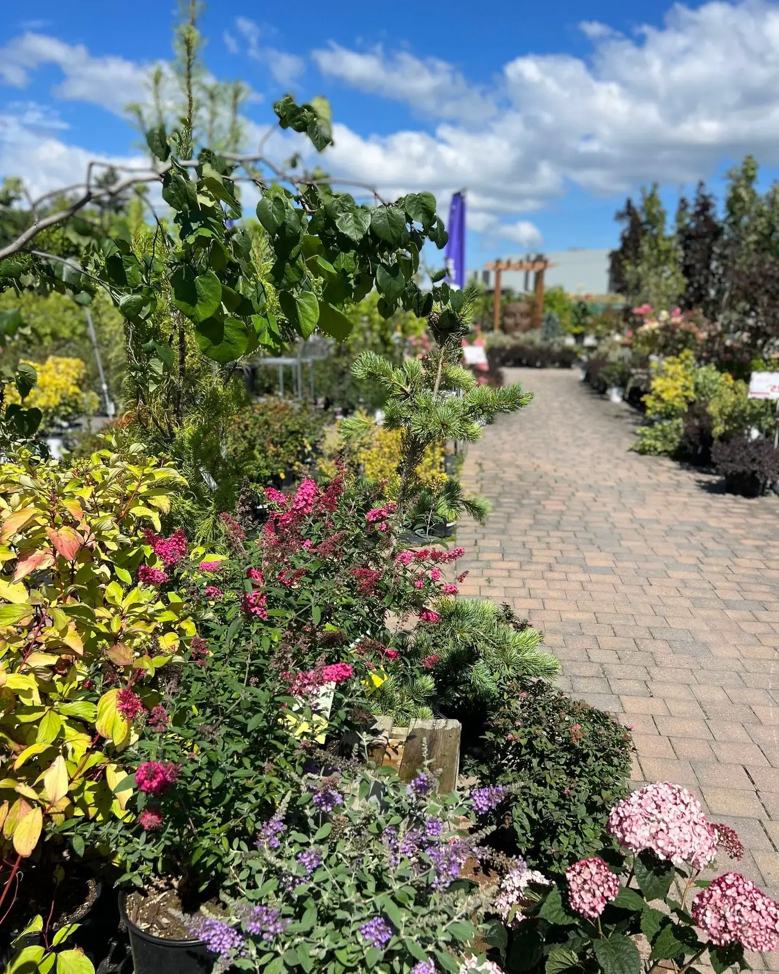 Serres St-Élie_Politique de garanties_Végétaux_Plantes