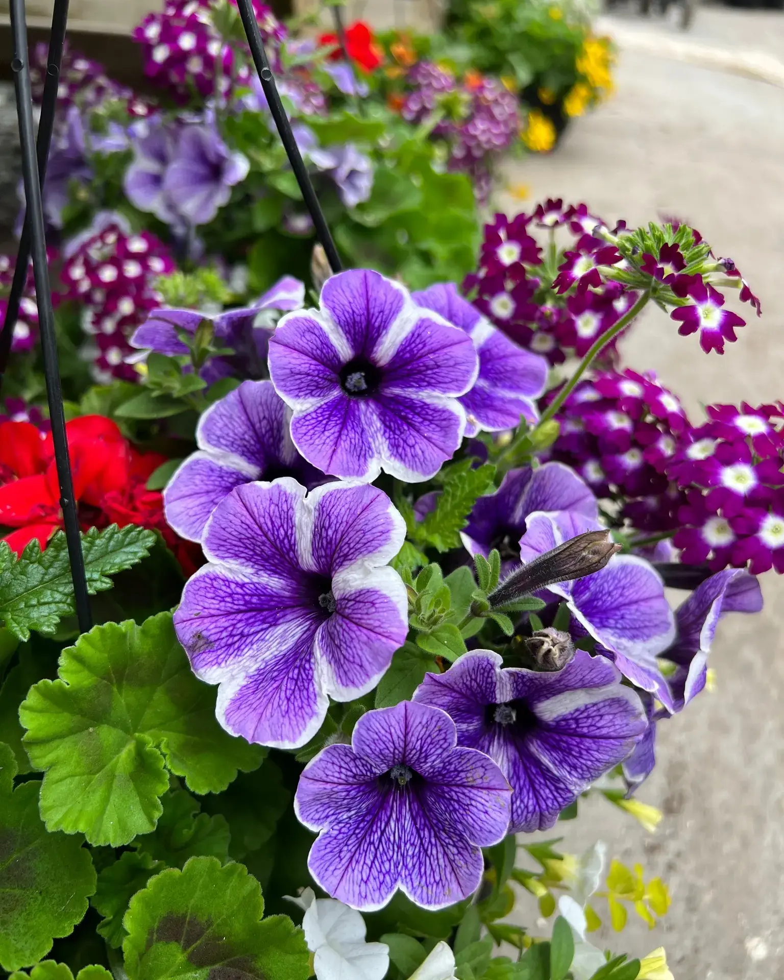 Serres St-Élie_Politique de confidentialité_Site web 