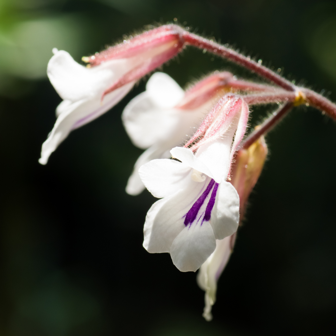 Salon de la violette africaine