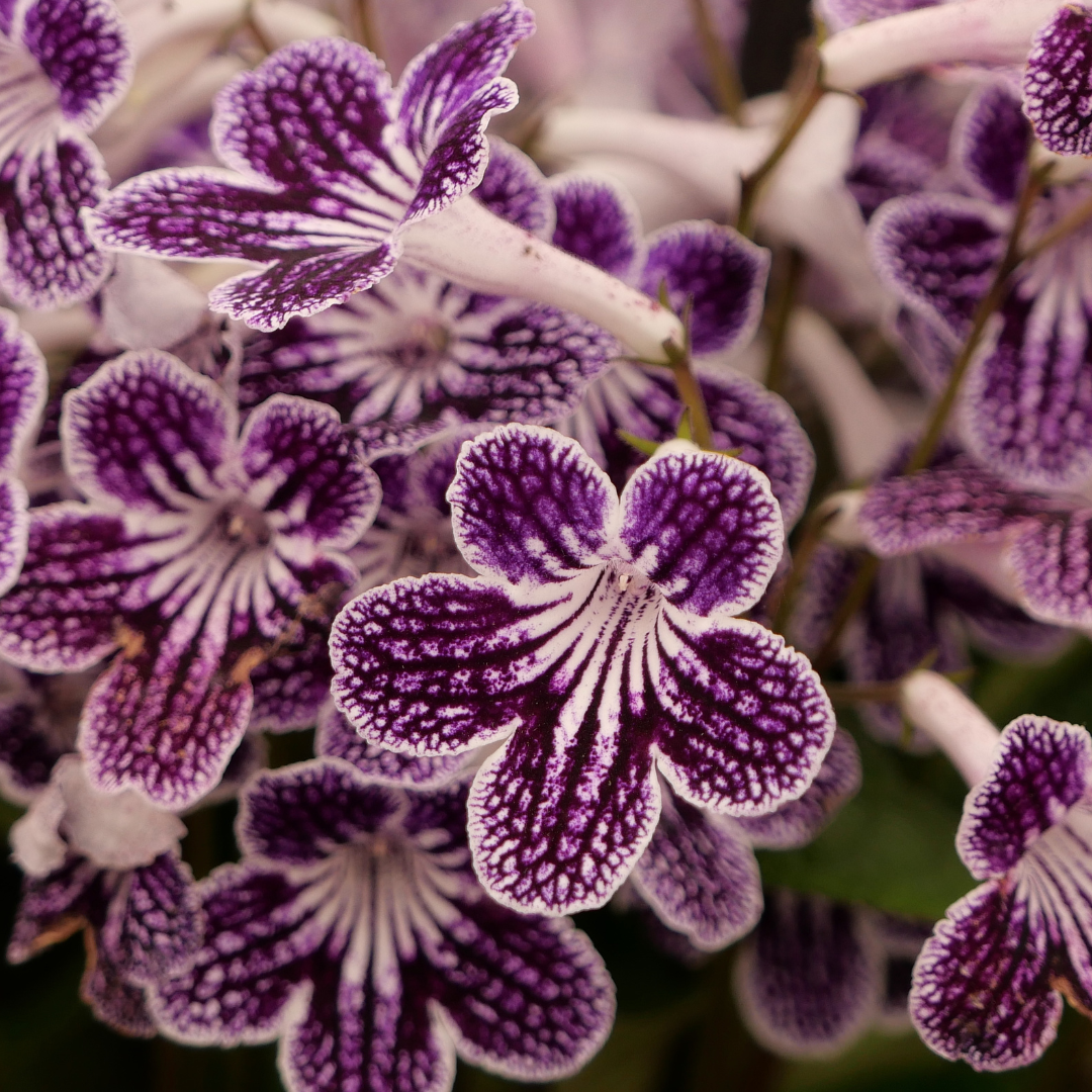Salon de la violette africaine