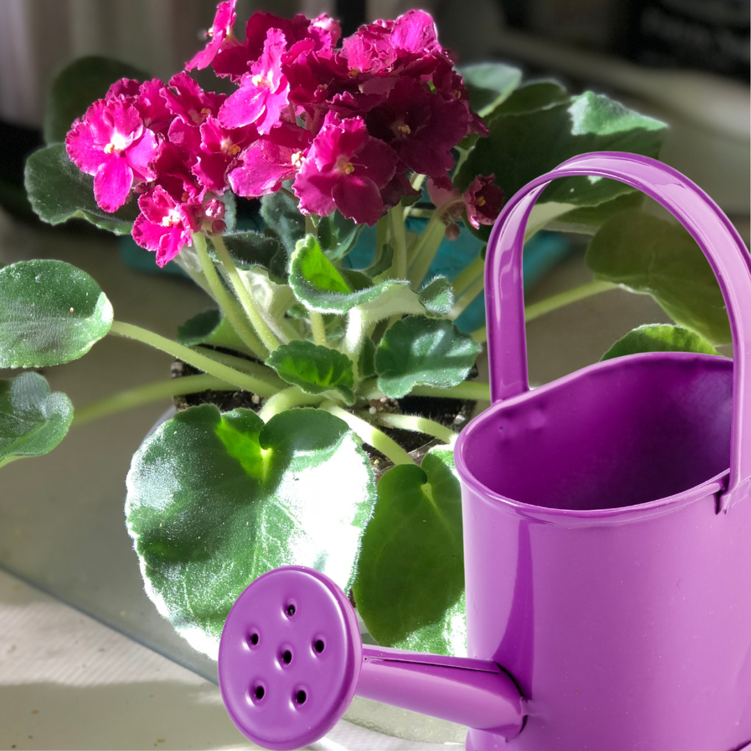 Salon de la violette africaine