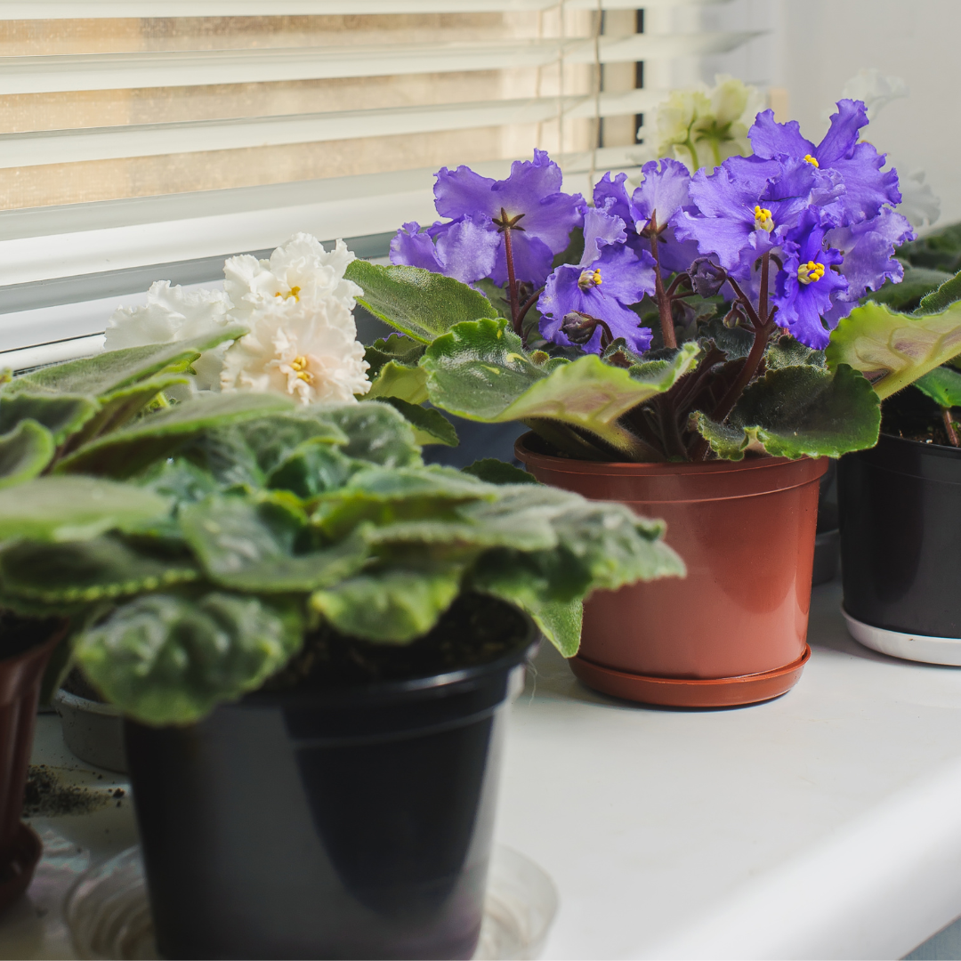 Salon de la violette africaine