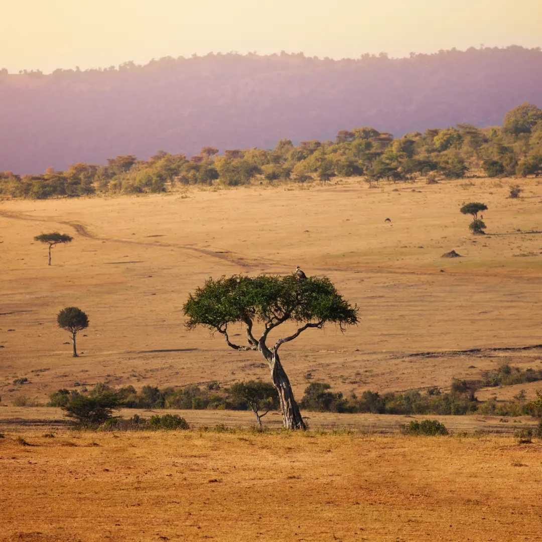 Salon de la violette africaine