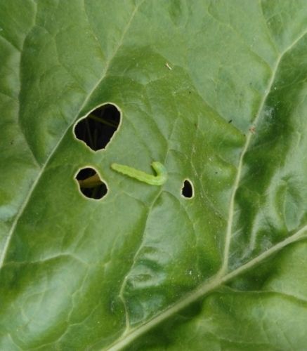 Blogue_Insectes ravageur_Piéride du chou_Chenille de papillons_Potager