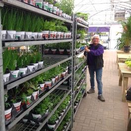 Végétaux_Potager_Fines herbes_Bouture_ Végétaux_Potager_Fines herbes_Bouture_