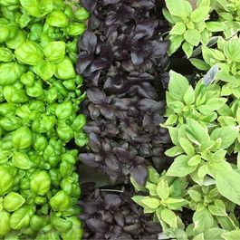 Végétaux_Potager_Fines herbes_Bouture_Basilic Végétaux_Potager_Fines herbes_Bouture_Basilic