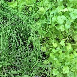 Végétaux_Potager_Fines herbes_Bouture_Ciboulette_Coriande Végétaux_Potager_Fines herbes_Bouture_Ciboulette_Coriande