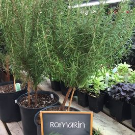 Végétaux_Potager_Fines herbes_Bouture_Romarin Végétaux_Potager_Fines herbes_Bouture_Romarin