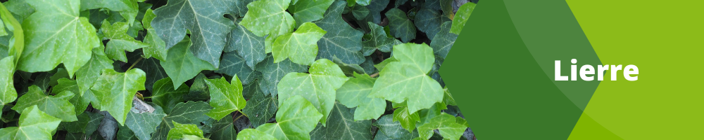Lierre