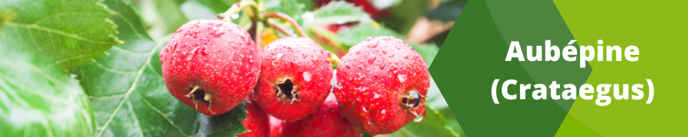 Aubépine