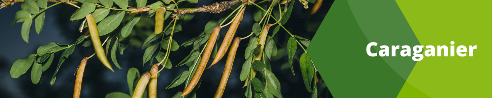 Caraganier