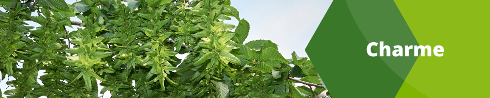 Charme