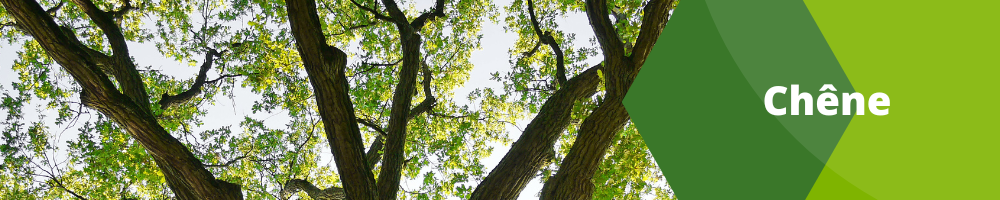 Chêne