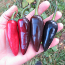 Semences piment jalapeno purple