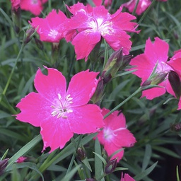 [1DIAKAHO01] Dianthus kahori scarlet