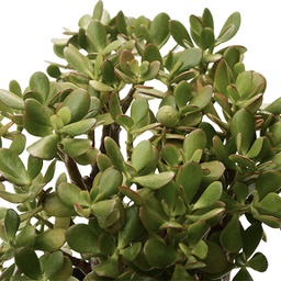 Crassula spp.
