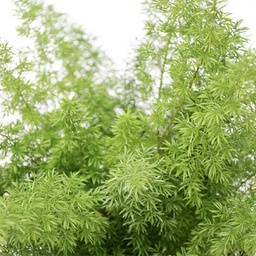 Asparagus densiflorus