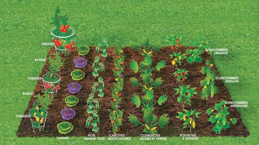 Le guide du potager pour 4 personnes *MODÈLE TEST